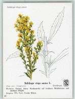 10518201 - Blumen  Solidago Virga Aurea L. - Gesundheit