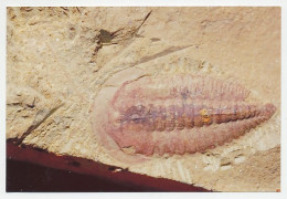 Postal Stationery China 2006 Fossil - Trilobite  - Prehistoria