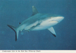 SHARK Animals Vintage Postcard CPSM #PBS889.GB - Fische Und Schaltiere