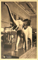 Belgique - Brabant Flamand - Tervueren - Tervueren - Musée Du Congo Belge - L'éléphant - Tervuren