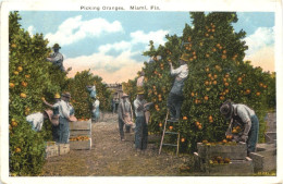 Miami - Picking Oranges - Miami