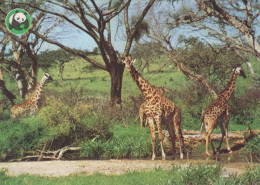 JIRAFA Animales Vintage Tarjeta Postal CPSM #PBS961.ES - Girafes