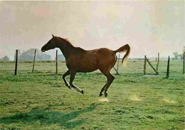 Animaux - Chevaux - Portrait De Cheval - Carte Neuve - CPM - Voir Scans Recto-Verso - Pferde