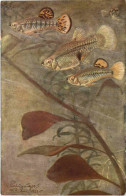 Fische - Limia Vittata Gulchenot - Pesci E Crostacei