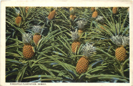 Hawaii - Pinapple Plantation - Other & Unclassified