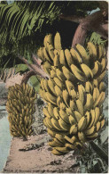 Hawai - Nunch Of Bananas - Altri & Non Classificati