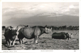 Black Rhinoceros - Nashorn - Rhinocéros