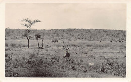 Kenya - Antelope - REAL PHOTO - Publ. Martin Johnson  - Kenya