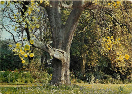 Forêt - Arbres - CPM - Voir Scans Recto-Verso - Alberi