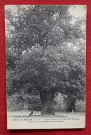 CPA - Forêt De Sénart  -(S.-et-O) - Beau Chêne De La Croix De L'Ermitage Cachant Par Son Diamètre Une Bicyclette (arbre) - Sénart