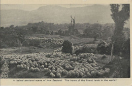 136379 - Neuseeland - Neuseeland - Typical Pastoral Scene - New Zealand