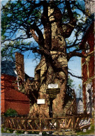 9-4-2024 (1 Z 28) France - Allouville-Bellefosse (100 Year Old Tree) Chêne Millénaire - Árboles