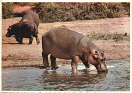 South Africa - Hippo - Afrique Du Sud