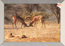 KENYA - Kenia