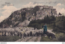 M13- SINGEN - SCHAFHERDE AM HOHENTWIEL - ANIMATION - BERGER AVEC TROUPEAU DE MOUTONS - COLORISEE - EN 1907 - ( 2 SCANS ) - Singen A. Hohentwiel