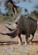 Afrique Du Sud  RHINOCEROS South Africa  17 (scan Recto Verso)KEVREN08VIC - Afrique Du Sud