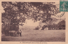 A14-85) POUZAUGES - VENDEE - UNE ECHAPPEE SUR LE BOIS DE LA FOLIE - PAYSAN AVEC BOEUFS - EN  1932 - Pouzauges