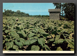 Culture Du Tabac, Virginia, Chesterfield, Tobacco Growing (scan Recto-verso) KEVREN0147 - Cultures