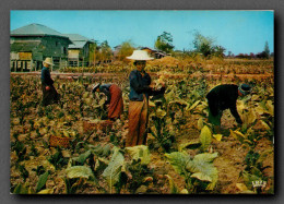 Culture Du Tabac, Thailande, Pitsanulok, La Recolte (scan Recto-verso) KEVREN0147 - Landwirtschaftl. Anbau