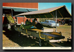 Culture Du Tabac, Canada, Ontario, Tobacco Harvest (scan Recto-verso) KEVREN0147 - Landwirtschaftl. Anbau
