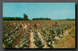 Culture Du Tabac, Canada, Harvesting Tobacco (scan Recto-verso) KEVREN0147 - Cultures