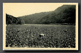 Culture Du Tabac,  Semois Laviot. Plantation, Avril Loiseau (scan Recto-verso) KEVREN0147 - Landwirtschaftl. Anbau