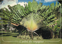  Martinique FORT DE FRANCE  Place De La Savane L'arbre Du Voyageur Ed Exbrayat (scan Recto-verso) KEVREN0170 - Fort De France