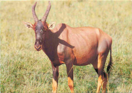 Kenya - Kensta Wildlife Series - Topi - Animaux - CPM - Voir Scans Recto-Verso - Kenya
