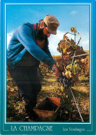 Vignes - Scènes De Vendanges - Les Vendanges En Champagne - CPM - Flamme Posale De Le Mesnil - Voir Scans Recto-Verso - Vignes