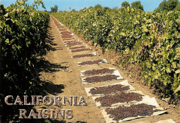 Vignes - Scènes De Vendanges - California Raisins - CPM - Voir Scans Recto-Verso - Vignes