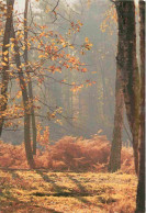 Angleterre - Brentwood - Autumn In Thorndon Country Park - Arbres - Forêt - Essex - England - Royaume Uni - UK - United  - Autres & Non Classés