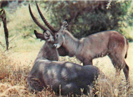 Kenya - Safari Beach Hotel - Wildlife - Animaux - CPM - Voir Scans Recto-Verso - Kenya