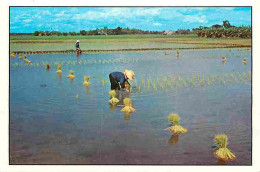 Thailande - Thai Farmers Transplant The Rice Sprouts On The Paddy Field - Carte Neuve - CPM - Voir Scans Recto-Verso - Tailandia