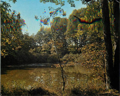 Forêt - Arbres - CPM - Voir Scans Recto-Verso - Bäume