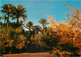 ALGERIE  BECHAR   LA PALMERAIE - Bechar (Colomb Béchar)