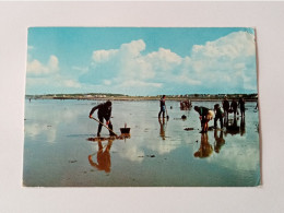 Carte Postale - Tharon Plage - Pêche Aux Pétaugauds     (2Lpbxg) - Tharon-Plage