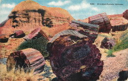 ETATS UNIS USA  THE PETRIFIED FOREST OF ARIZONA - Otros & Sin Clasificación