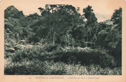 NOUVELLE CALEDONIE - Clairière En Forêt à Saint Louis - Carte Postale Ancienne - New Caledonia