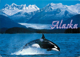 ETATS UNIS USA ALASKA ORCA ORQUE  - Andere & Zonder Classificatie