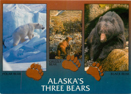 ETATS UNIS USA ALASKA OURS BEAR - Other & Unclassified