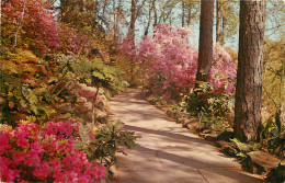 ETATS UNIS USA  BELLINGRATH GARDENS MOBILE ALABAMA - Andere & Zonder Classificatie