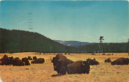 ETATS UNIS USA  WYOMING BISON HERD - Otros & Sin Clasificación