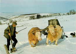 AGRICULTURE BŒUFS TRAVAUX DE NEIGE - Attelages