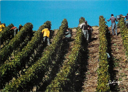 Vignes - Scènes De Vendanges - Carte Feeling - CPM - Voir Scans Recto-Verso - Vignes