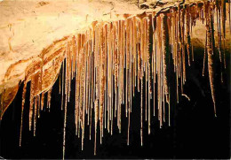 48 - Meyrueis - Grotte De Dargilan - Les Macaronis - Carte Neuve - CPM - Voir Scans Recto-Verso - Meyrueis