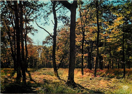 Forêt - Arbres - CPM - Voir Scans Recto-Verso - Alberi