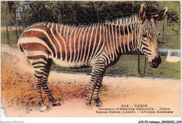 AJKP2-0235 - ANIMAUX - ZEBRE - AQUUS ZEBRA - AFRIQUE AUSTRALE  - Cebras