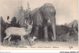 AJKP2-0227 - ANIMAUX - BOURGES - MUSEUM D'HISTOIRE NATURELLE - ELEPHANT  - Olifanten