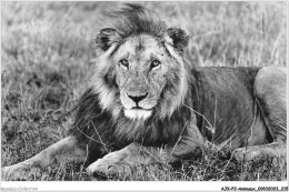 AJKP2-0221 - ANIMAUX - REP DU DAHOMEY - LION DE PORGA  - Leeuwen