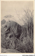 AJKP2-0202 - ANIMAUX - GALERIES DU DUC D'ORLEANS  - Hippopotames